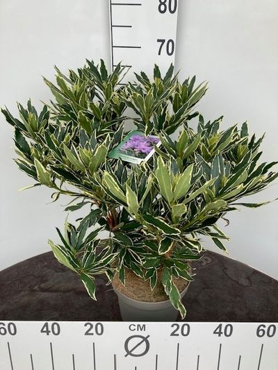 Rhododendron hybride p23 h40