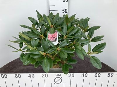 Rhododendron hybride p23 h40