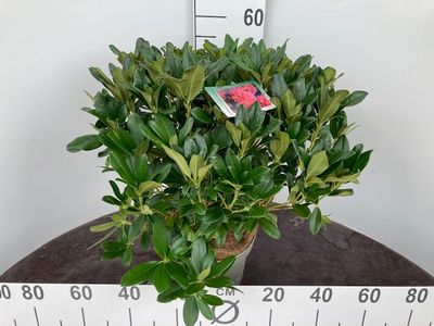 Rhododendron hybride p23 h40