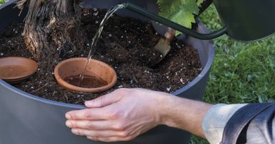 Système d'irrigation AquaDo 6,9L