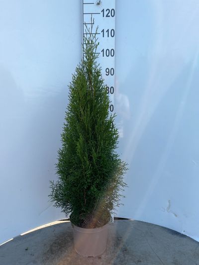 Thuja occidentalis ‘Smaragd’ (Westerse Levensboom 'Smaragd')