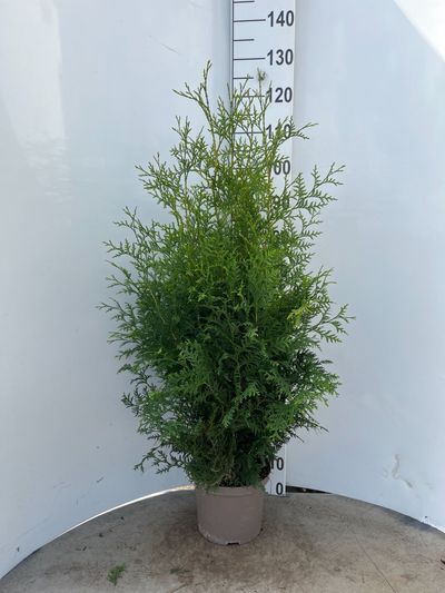 Thuja occidentalis 'Brabant' (Westerse Levensboom)