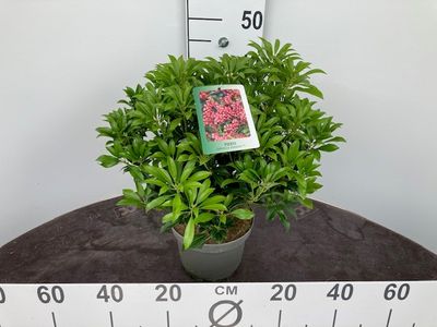 Pieris p19