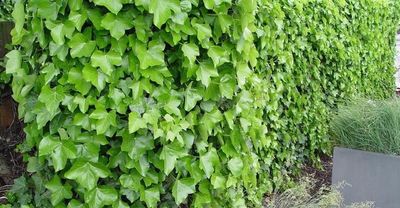 Hedera hibernica gestokt (lerse klimop of grootbladige klimop)
