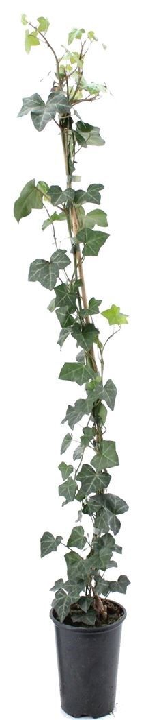Hedera hibernica gestokt (lerse klimop of grootbladige klimop)