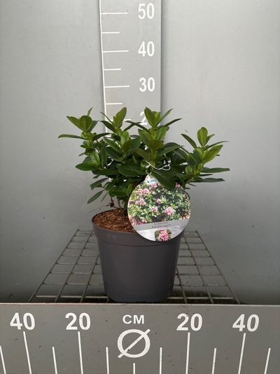 Escallonia laevis Pink Elle