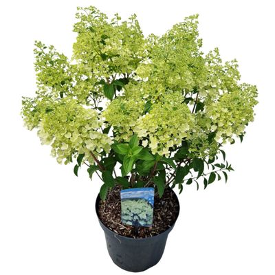 Hydrangea paniculata 'Bobo'