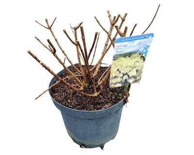 Hydrangea paniculata 'Bobo'