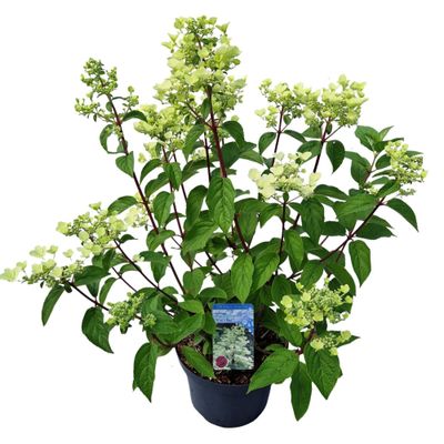 Hydrangea paniculata 'Wim's Red'