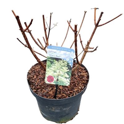 Hydrangea paniculata 'Wim's Red'