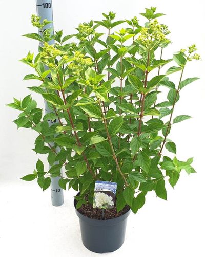 Hydrangea paniculata 'Limelight'