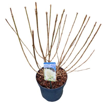 Hydrangea paniculata 'Limelight'