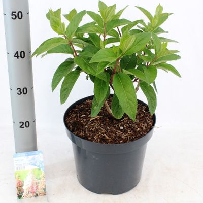 Hydrangea paniculata 'Pinky Winky'