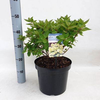 Hydrangea paniculata 'Bombshell'