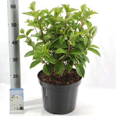 Hydrangea paniculata 'Silver Dollar'