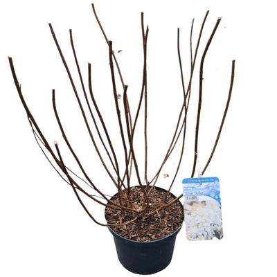 Hydrangea paniculata 'Silver Dollar'