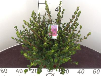 Azalée japonaise  p17 h30