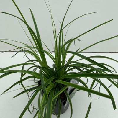 Carex everlime p17