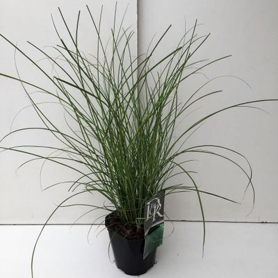 Miscanthus sinensis Gracillimus ( Scherpgroen )