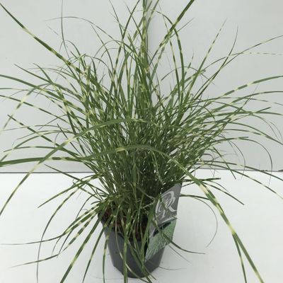 Miscanthus sinensis Little Zebra ( Prachtriet )