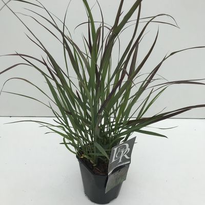 Panicum virgatum Squaw ( Parelgierst )