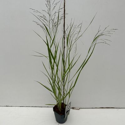 Panicum virgatum Squaw ( Parelgierst )