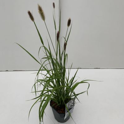 Pennisetum massaicum Red Bunny Tails ( Lampenpoetsergras )