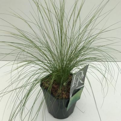 Stipa tenuissima Ponytails