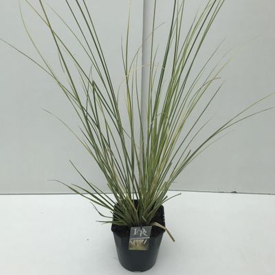 Cortaderia selloana Mini Goldpampas ( Pampasgras )