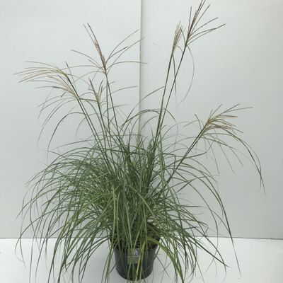 Miscanthus sinensis Flamingo ( Prachtriet )