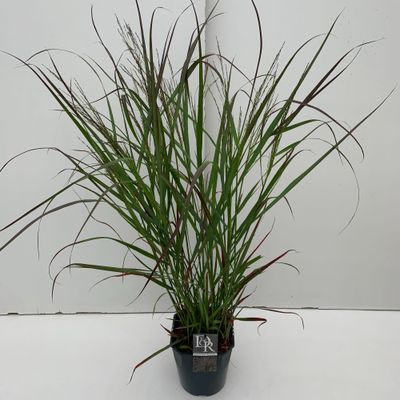 Panicum virgatum Squaw ( Parelgierst )