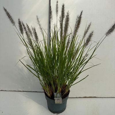 Pennisetum alopecuroides Red Head ( Vingergras of Lampenpoetsergras )