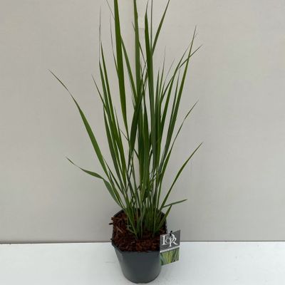 Panicum virgatum Northwind