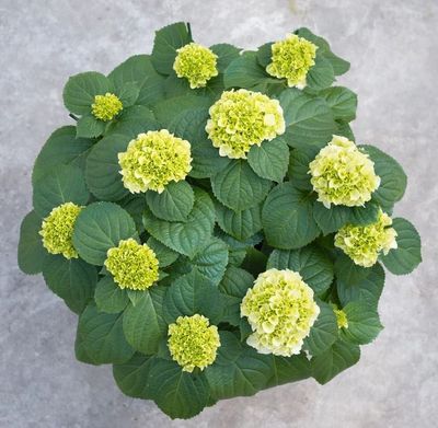 Hydrangea macrohylla ( Hortensia )