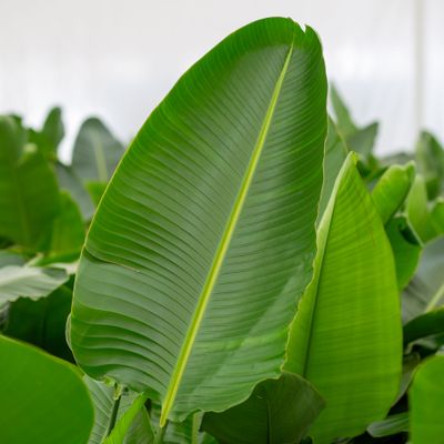 Strelitzia Nicolai p24