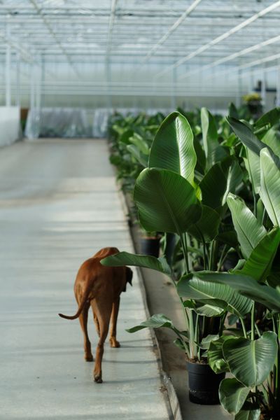 Strelitzia Nicolai p24