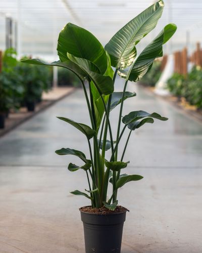 Strelitzia Nicolai p24