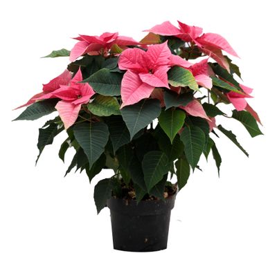 Poinsettia euphorbe ( étoile de noël  )