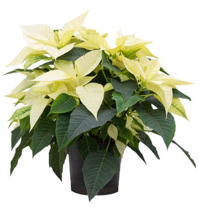 Poinsettia euphorbe ( étoile de noël  )