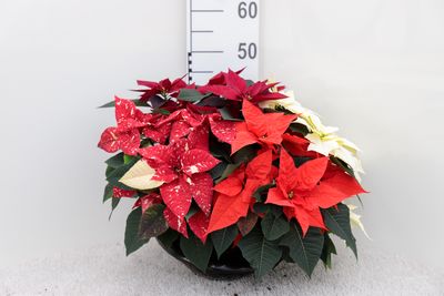 Poinsettia coupe (Fleur De Noël)