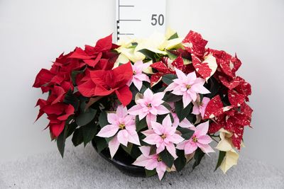 Poinsettia coupe (Fleur De Noël)