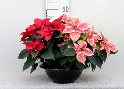 Poinsettia coupe (Fleur De Noël)