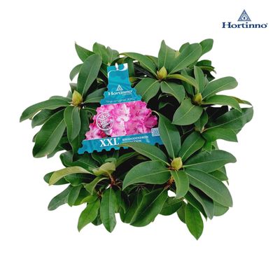 Rhododendron xxl