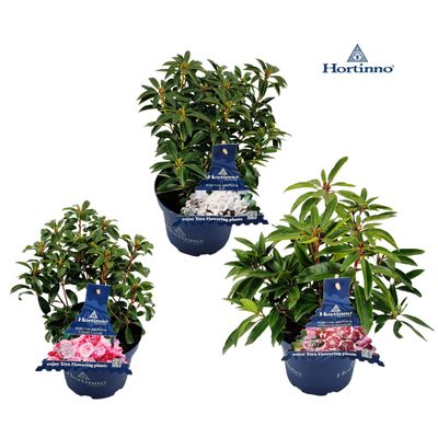 Kalmia latifolia ( Laurier Américain )