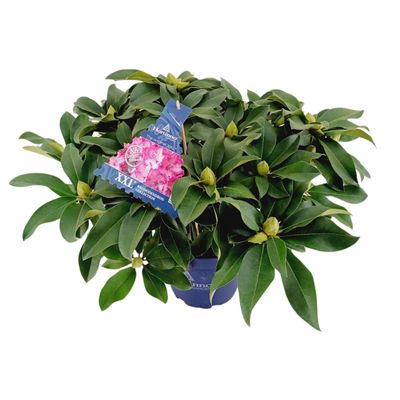 Rhododendron xxl p23 h60