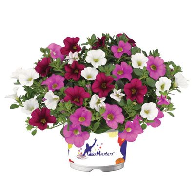 Zomerbloeiers mix 'trixi  p12