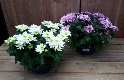 Chrysant schaal 