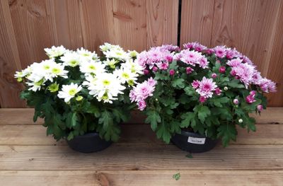 Chrysant schaal 