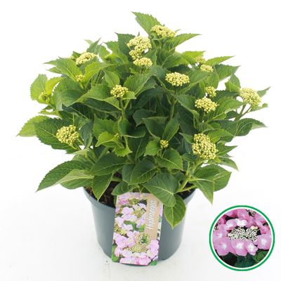 Hortensia macrophylla p23