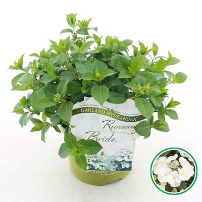 Hortensia runaway bride ( Slingerhortensia )